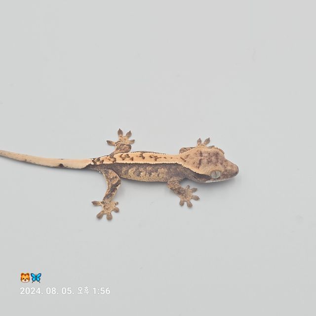 노멀