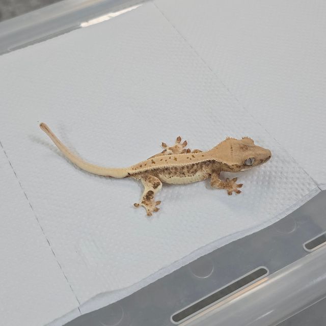 릴리화이트 트라이
