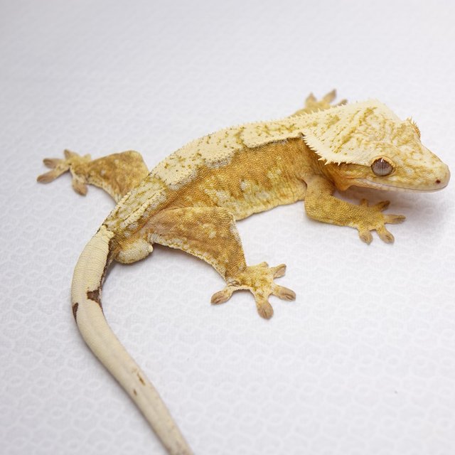 노멀 쿼드 크림시클 크림 옐로우