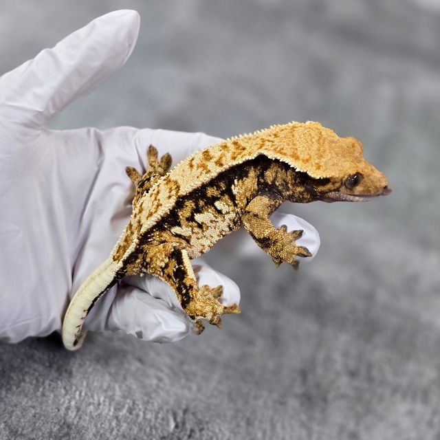 바브