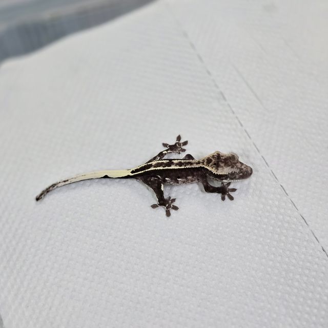 아잔틱