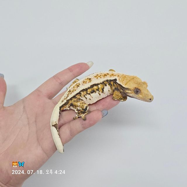 트라이 바브