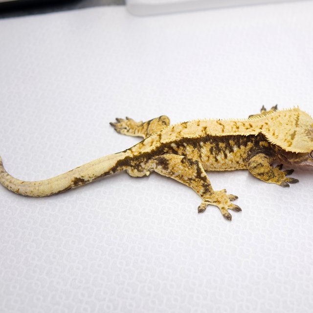 노멀 트라이 옐로우