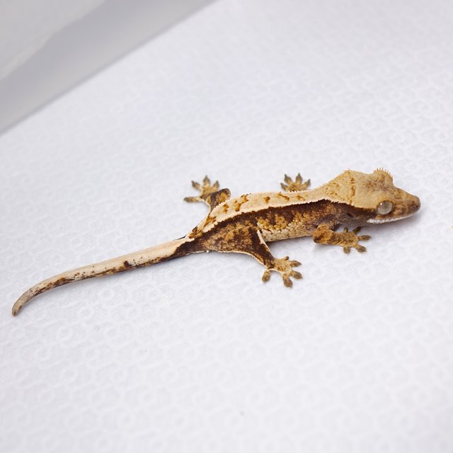 노멀 트라이 익스트림할리퀸 텐저린