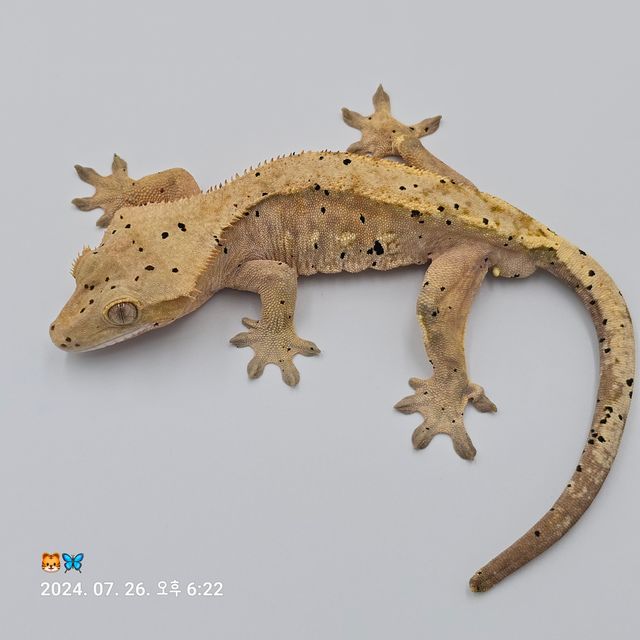 팬텀 달마시안