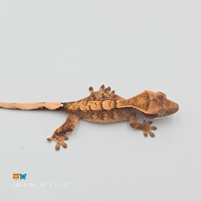 노멀 트라이