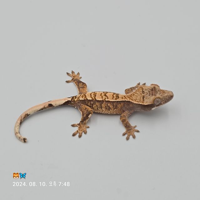 트라이 바브