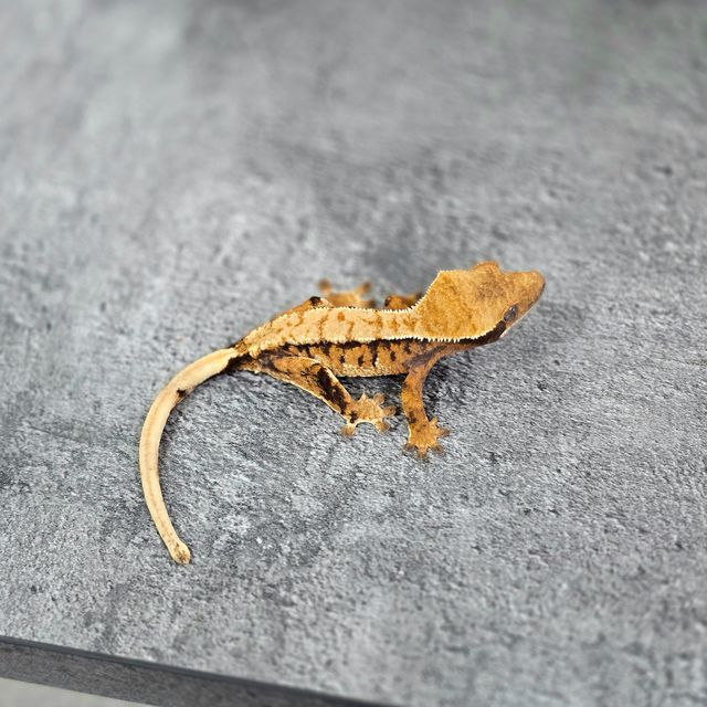 트라이 바브
