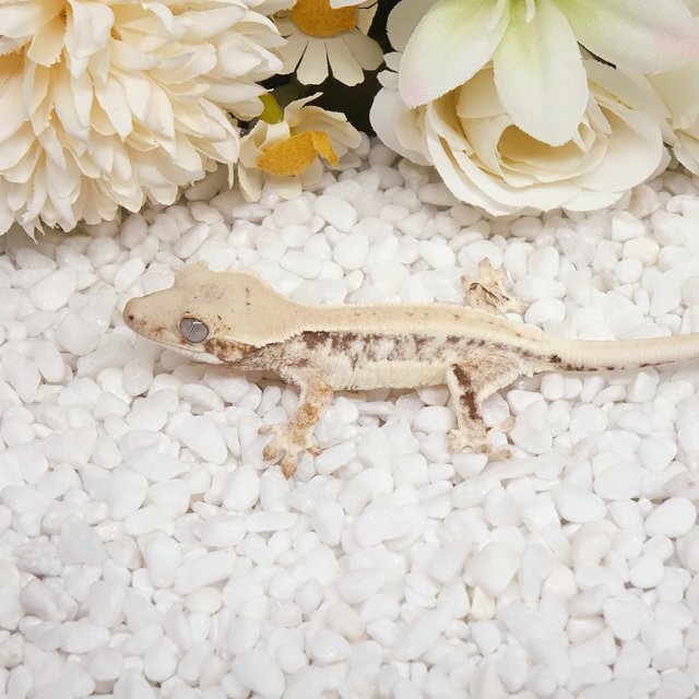 릴리화이트 화이트