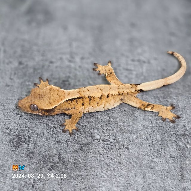 트라이 바브 드리피