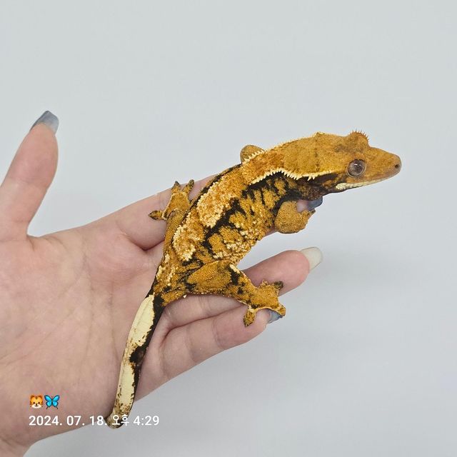 트라이 바브