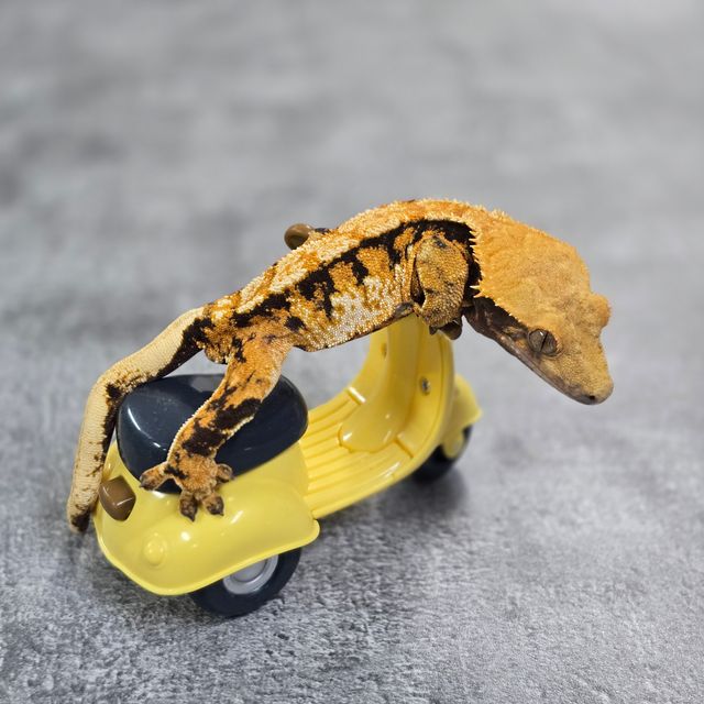 트라이 바브