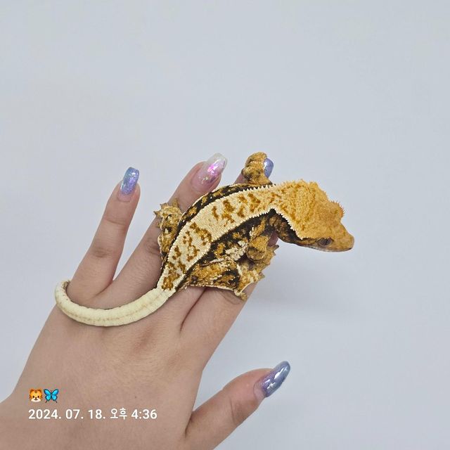 트라이 바브