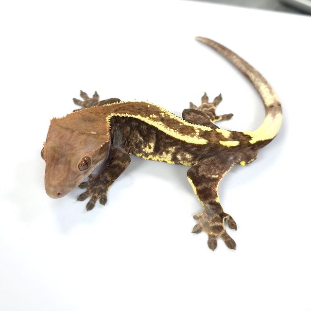 카푸치노