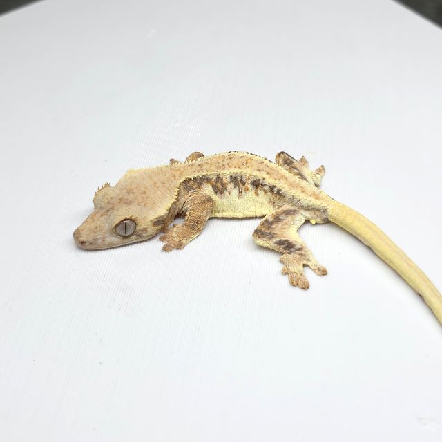 릴리화이트 트라이