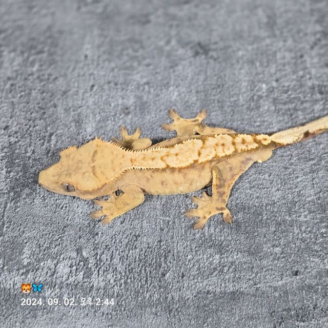 노멀 옐로우 크림
