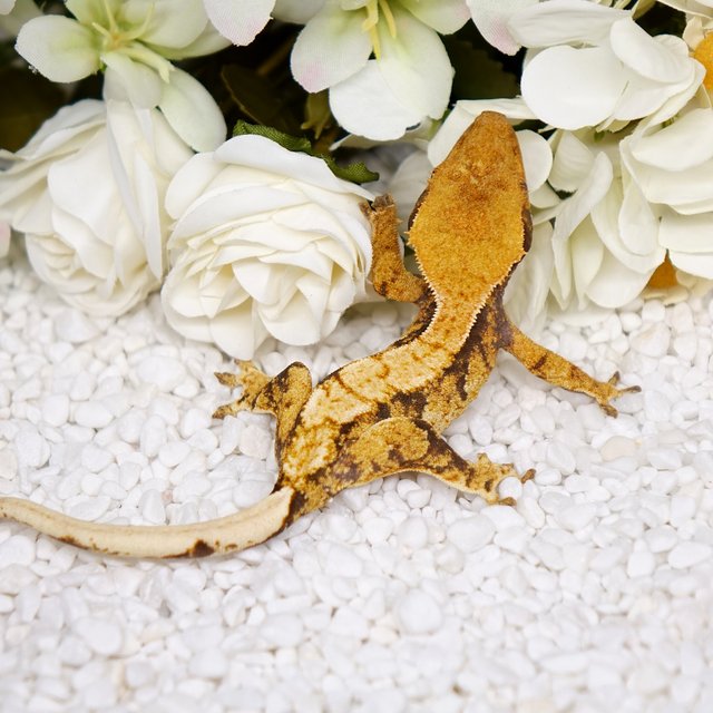 노멀 트라이 텐저린