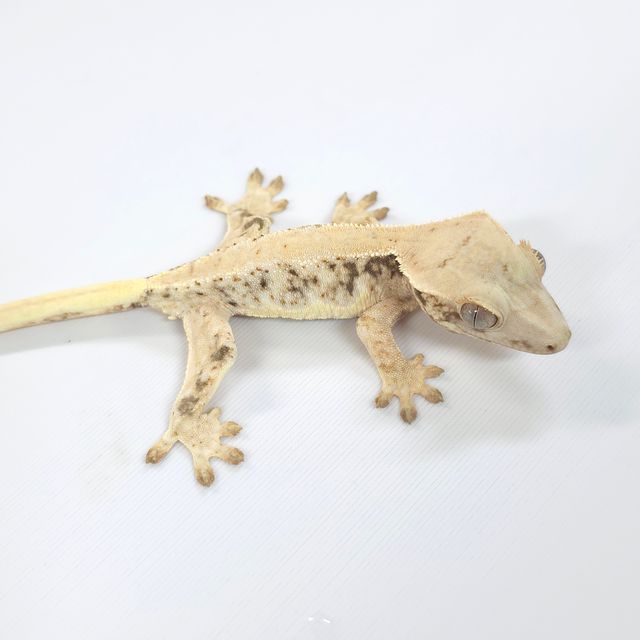 릴리화이트 트라이