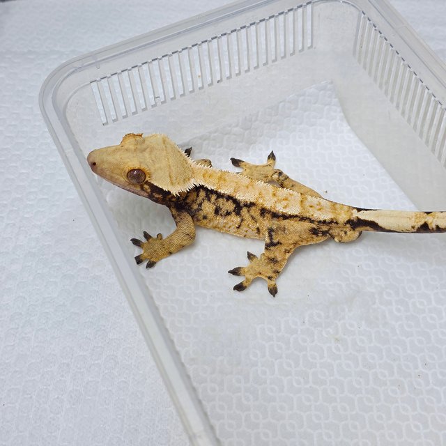 노멀 트라이 텐저린