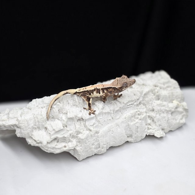 릴리 세이블 릴리화이트