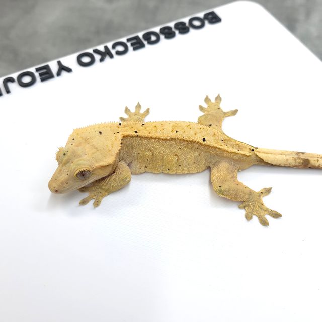 노멀 크림시클 옐로우 달마시안