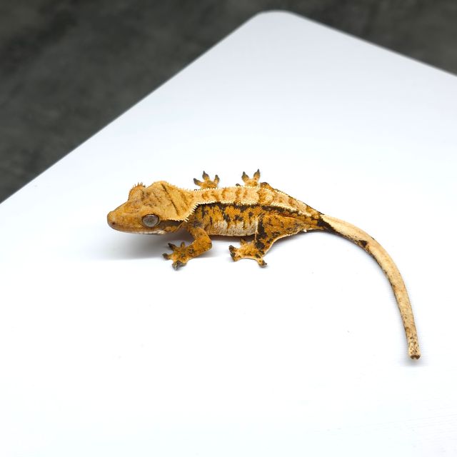 트라이 바브