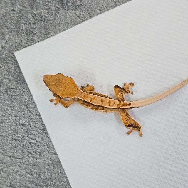 바브