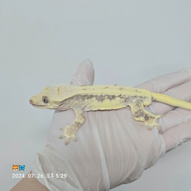 릴리화이트