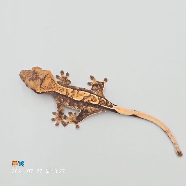 노멀 트라이 화이트스팟
