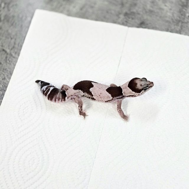 오레오 헷 줄루