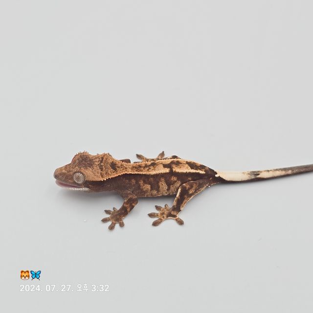 카푸치노