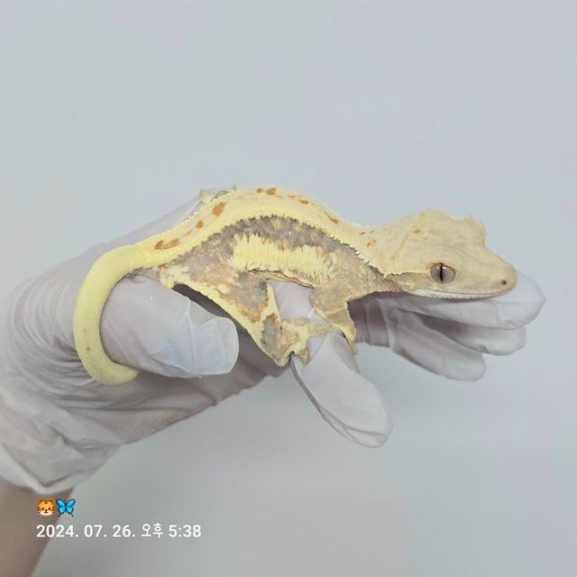 릴리화이트