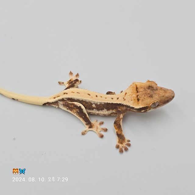릴리화이트