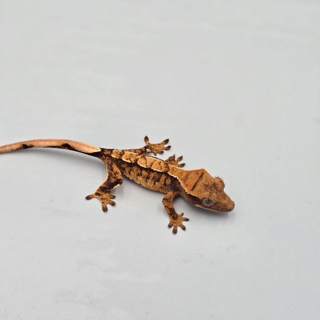 트라이 바브