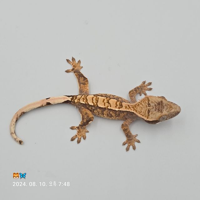 트라이 바브