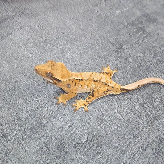 트라이 바브