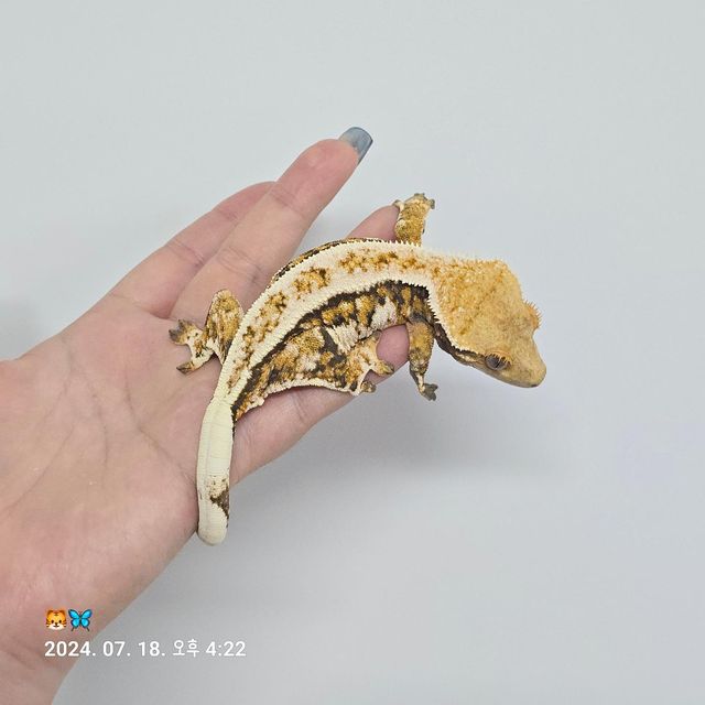트라이 바브
