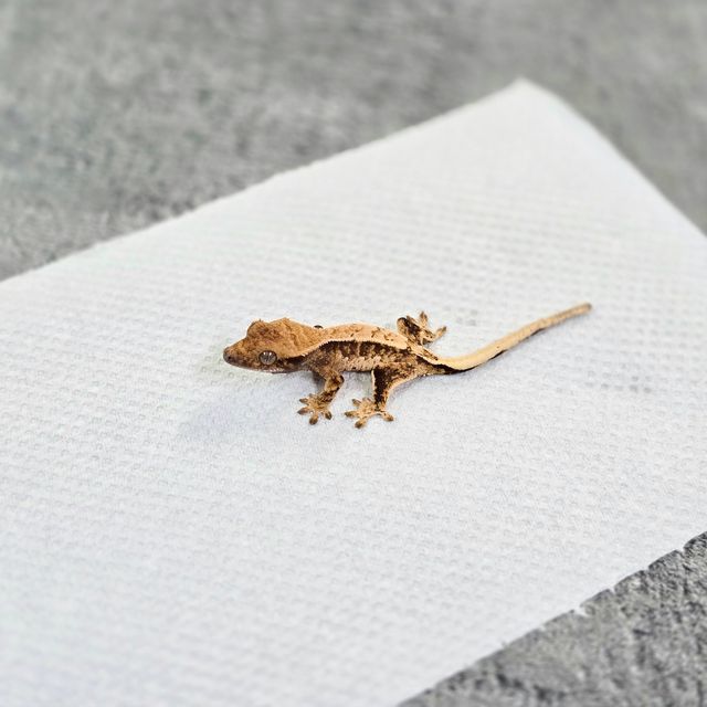 바브