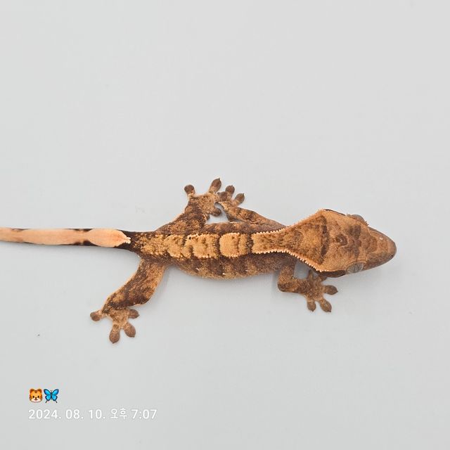 노멀 트라이