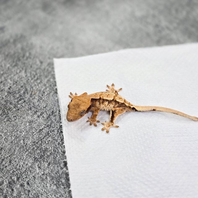 바브