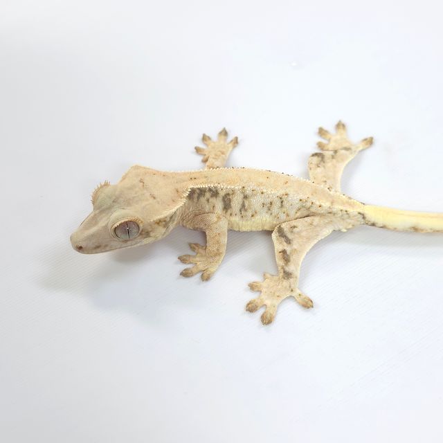 릴리화이트 트라이