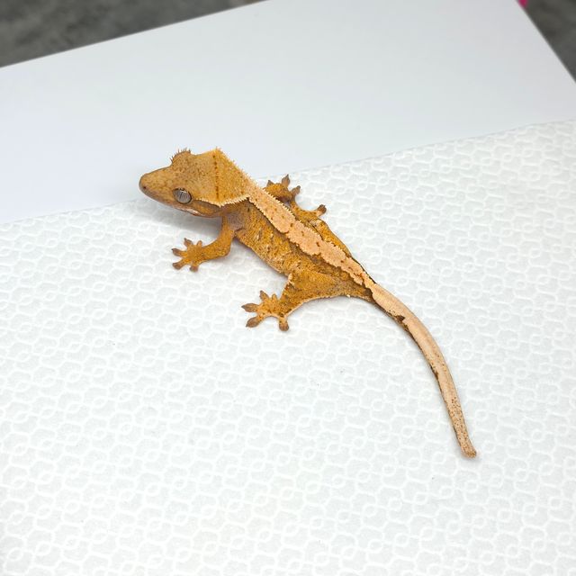 트라이
