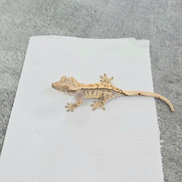 노멀