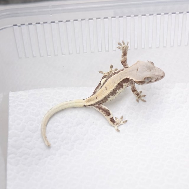 세이블 릴리 세이블