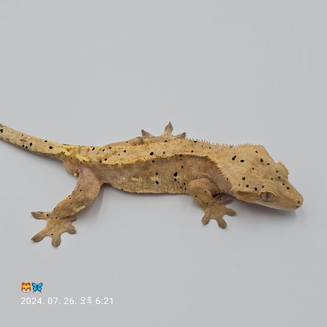 팬텀 달마시안