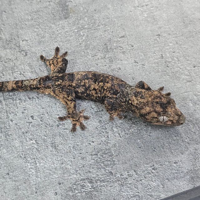 화이트카라