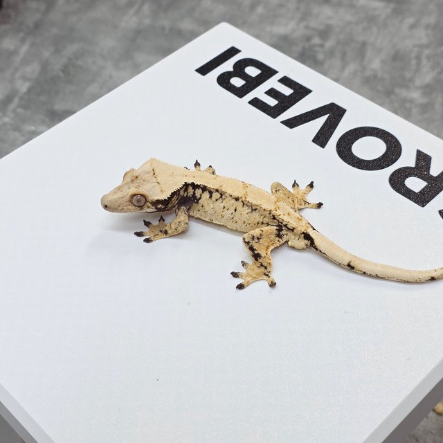 노멀 트라이 드리피