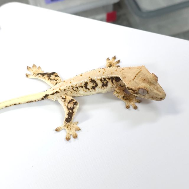 트라이 릴리화이트