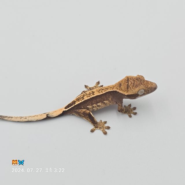 트라이 노멀 풀핀