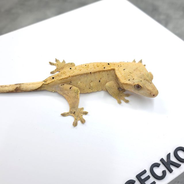 노멀 크림시클 옐로우 달마시안